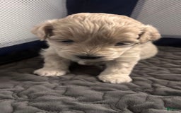 Maltese dogs for sale: Junu - Image 6