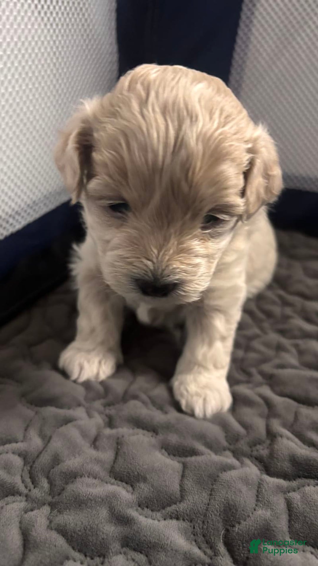 Maltese dogs for sale: Junu - Image 6