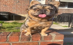 French Bulldog dogs for sale: Blanco Fluffy Frenchie - Image 6