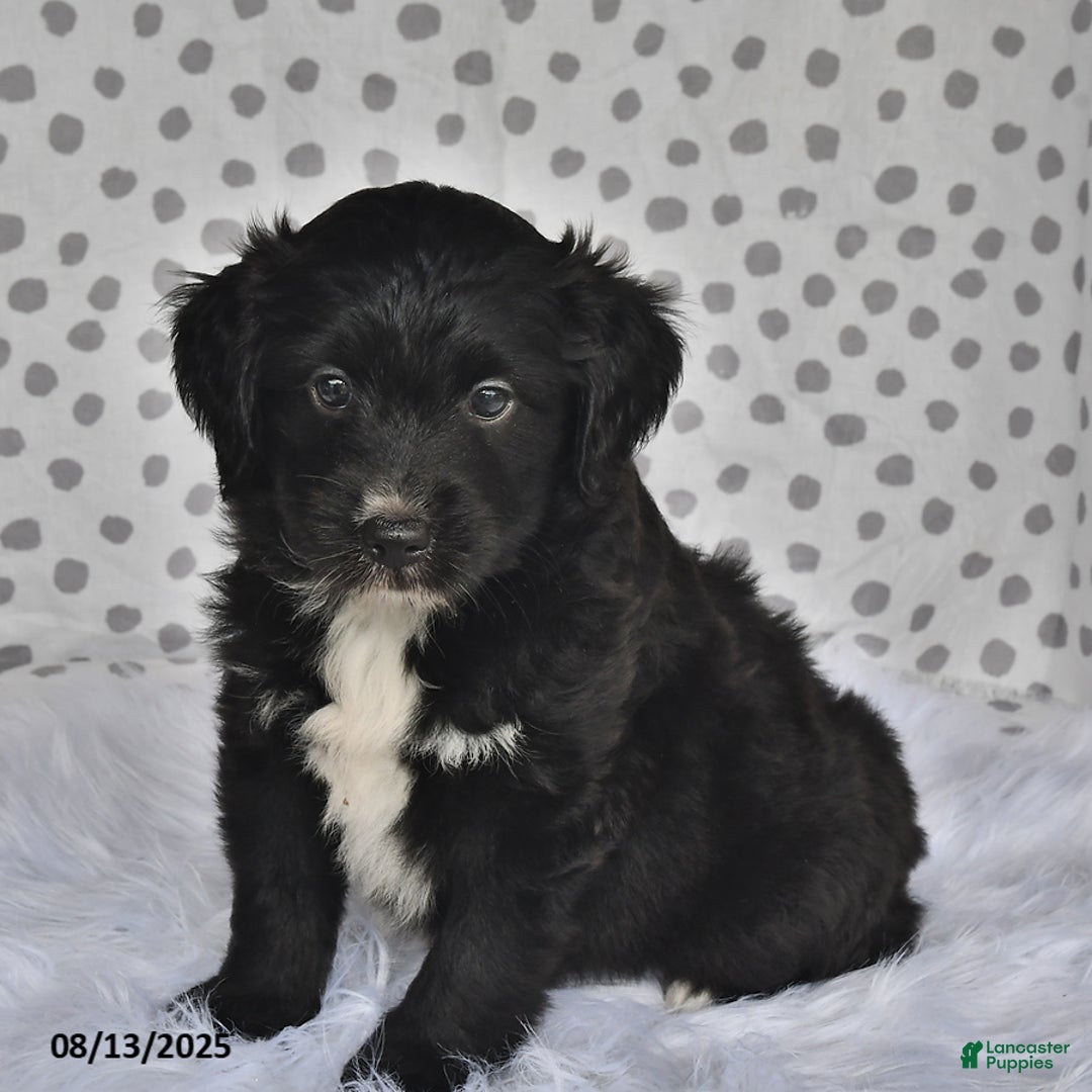 Aussiedoodle dogs for sale: Jewel - Image 3