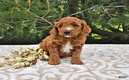 Mini Goldendoodle dogs for sale: Edger - Image 16