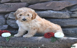 Mini Goldendoodle dogs for sale: Zeke - Image 4