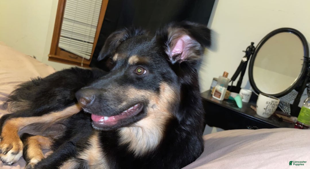 Border Collie dogs for sale: Brownie - Image 4