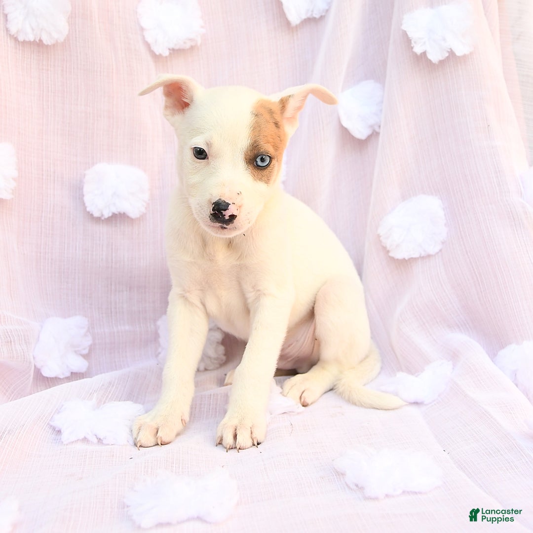 Siberian Husky dogs for sale: Bear - Image 5