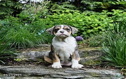 Olde English Bulldogge dogs for sale: Reba - Image 12