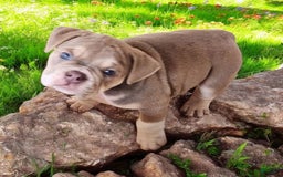 English Bulldog dogs for sale: Venus - Image 5