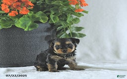 Yorkshire Terrier dogs for sale: Ken - Image 1