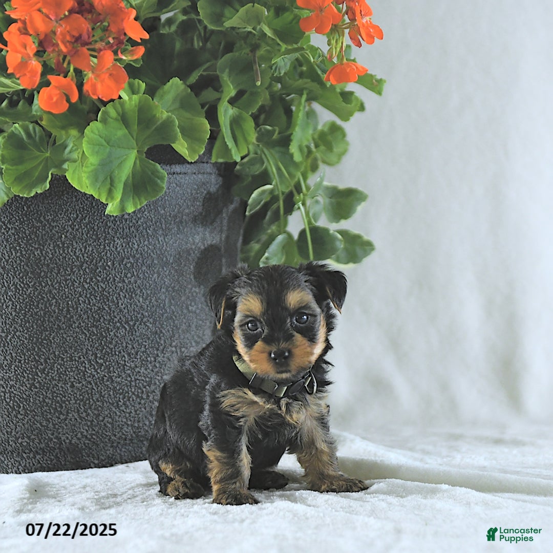 Yorkshire Terrier dogs for sale: Ken - Image 1