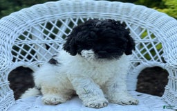 Cavapoo dogs for sale: Carnation - Image 3