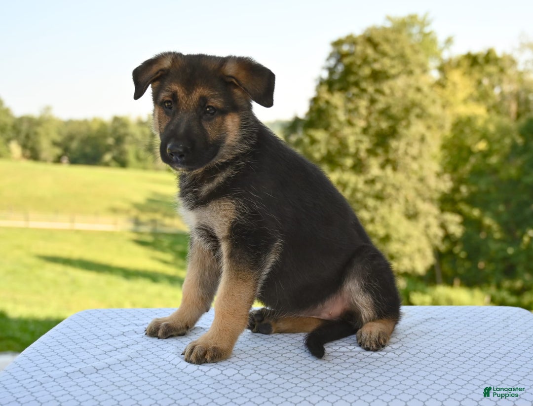 German Shepherd dogs for sale: Mackenzie - Image 1