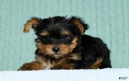 Yorkshire Terrier dogs for sale: Angel - Image 7