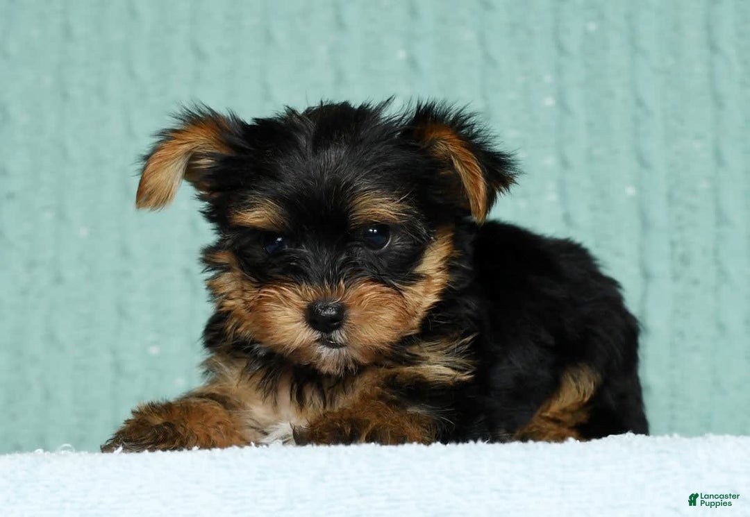 Yorkshire Terrier dogs for sale: Angel - Image 7