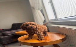 Toy Poodle dogs for sale: Teddy 🧸 - Image 5