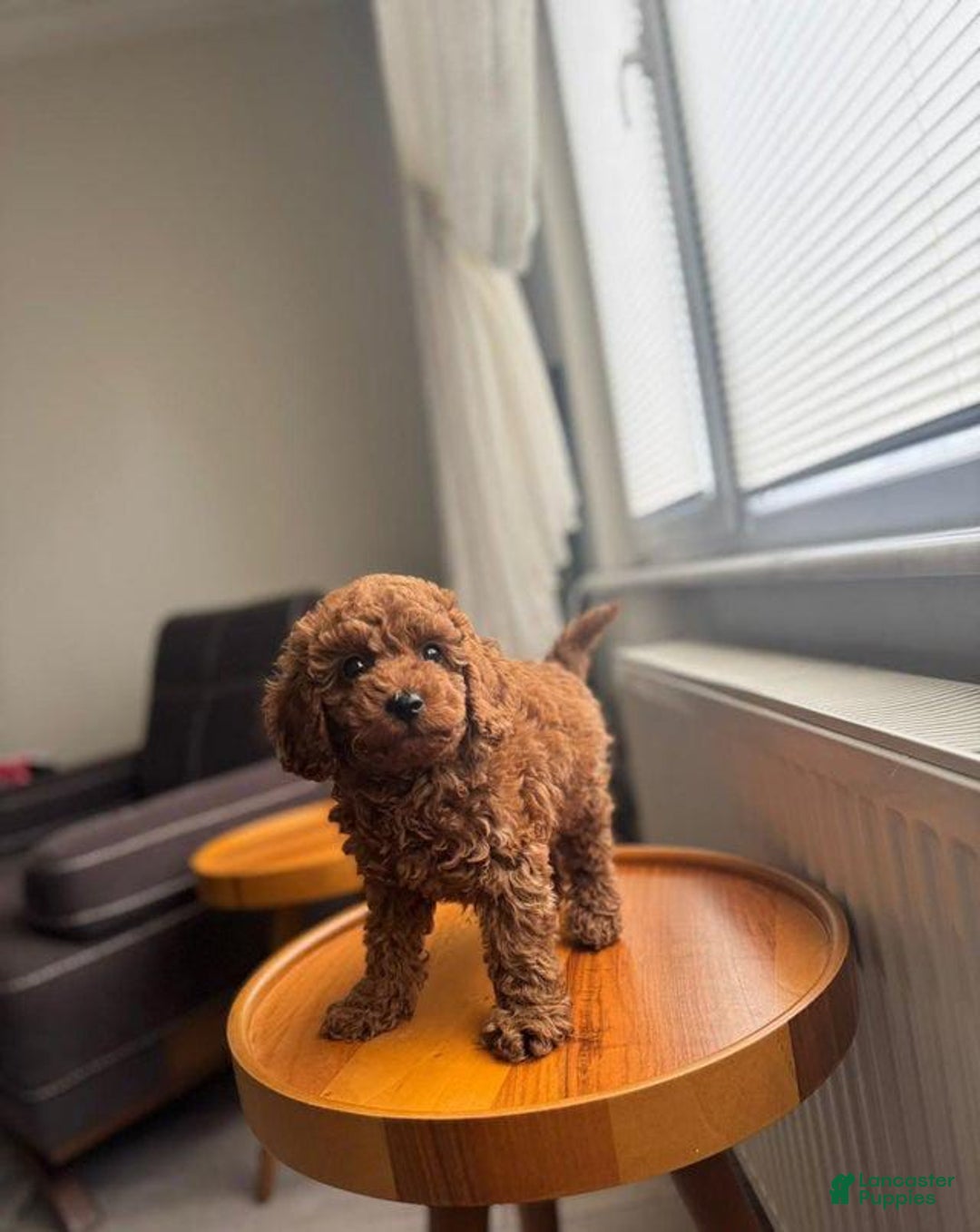 Toy Poodle dogs for sale: Teddy 🧸 - Image 5