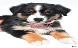 Australian Shepherd dogs for sale: Kiki - Image 10