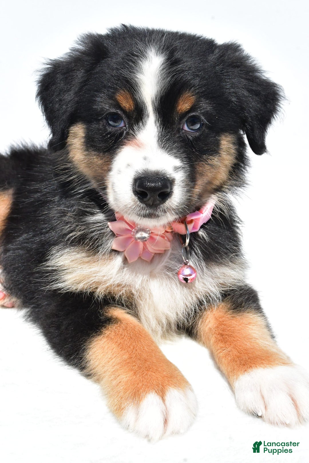 Australian Shepherd dogs for sale: Kiki - Image 10