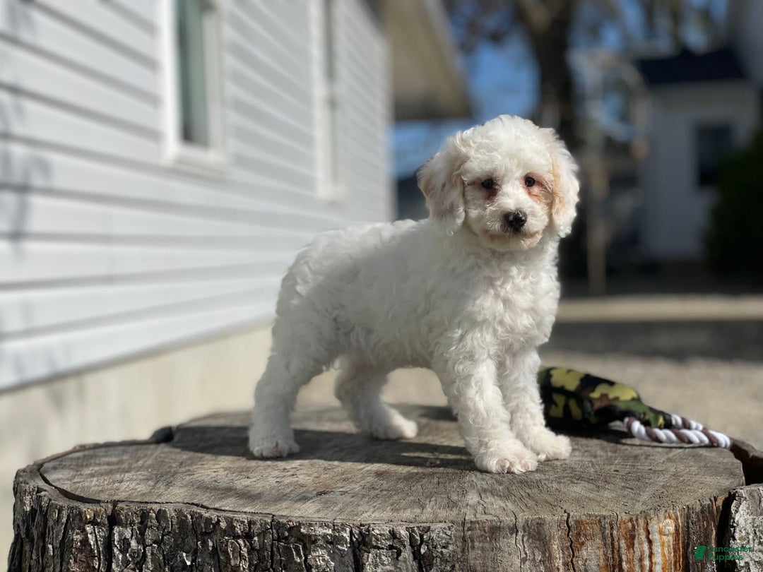 Miniature Poodle dogs for sale: Zella - Image 18