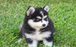 Pomsky dogs for sale: Charlie - Image 2
