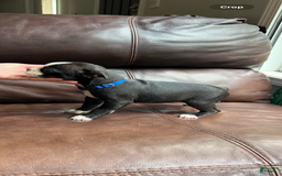 Boston Terrier dogs for sale: Whitley - Image 1