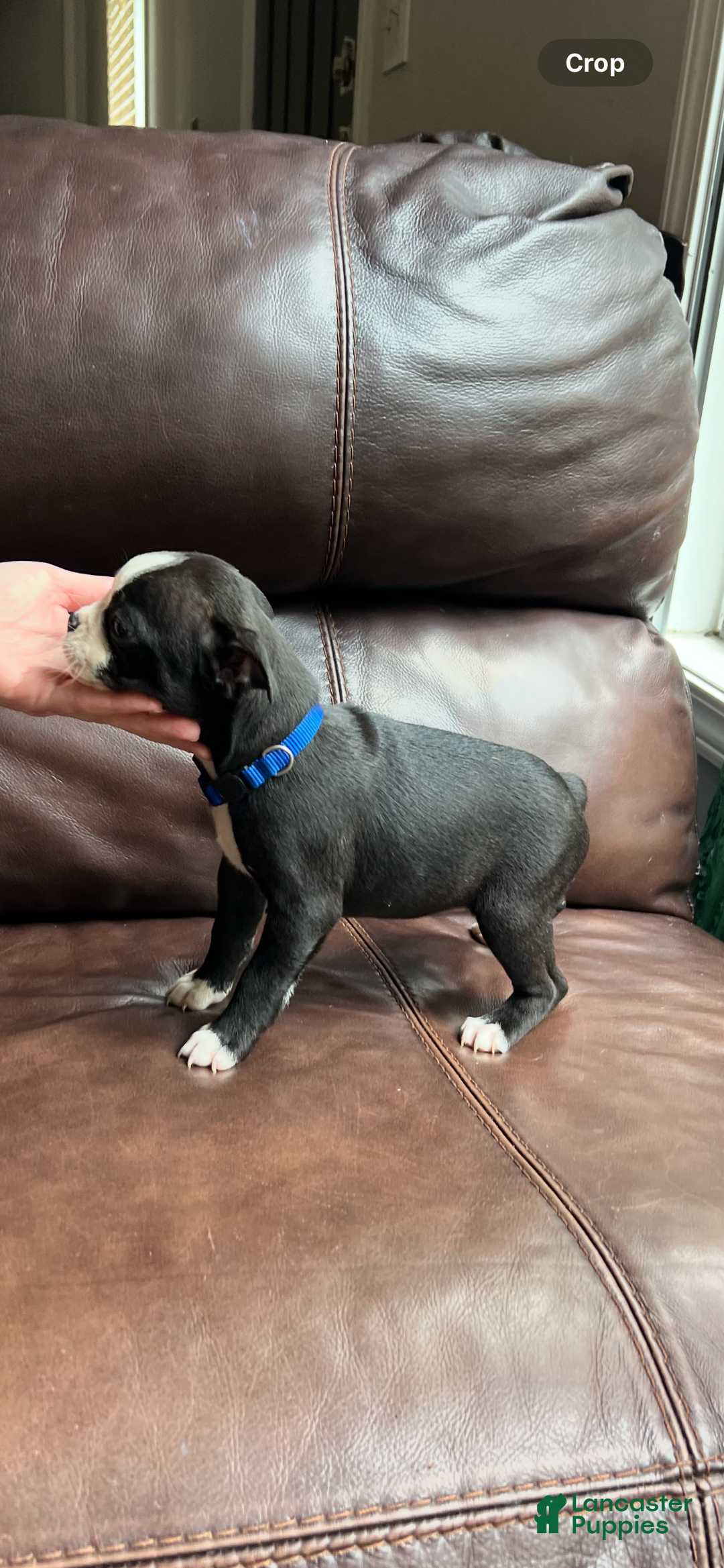 Boston Terrier dogs for sale: Whitley - Image 1