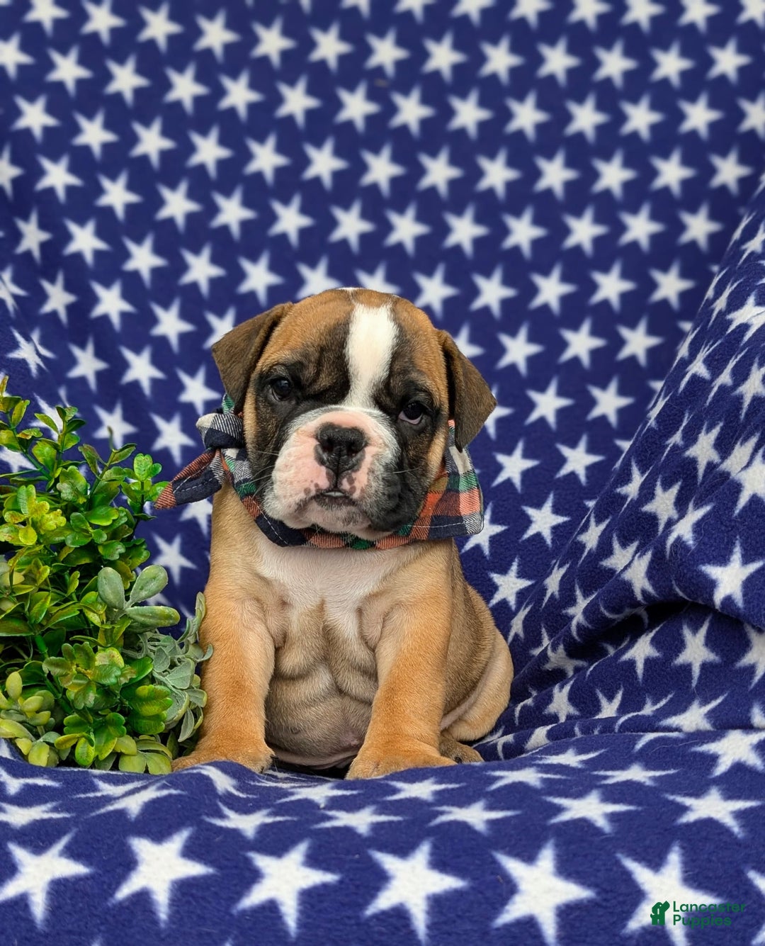 Olde English Bulldogge dogs for sale: Harley - Image 5