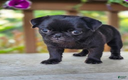 Pug dogs for sale: Lollipop - Image 7