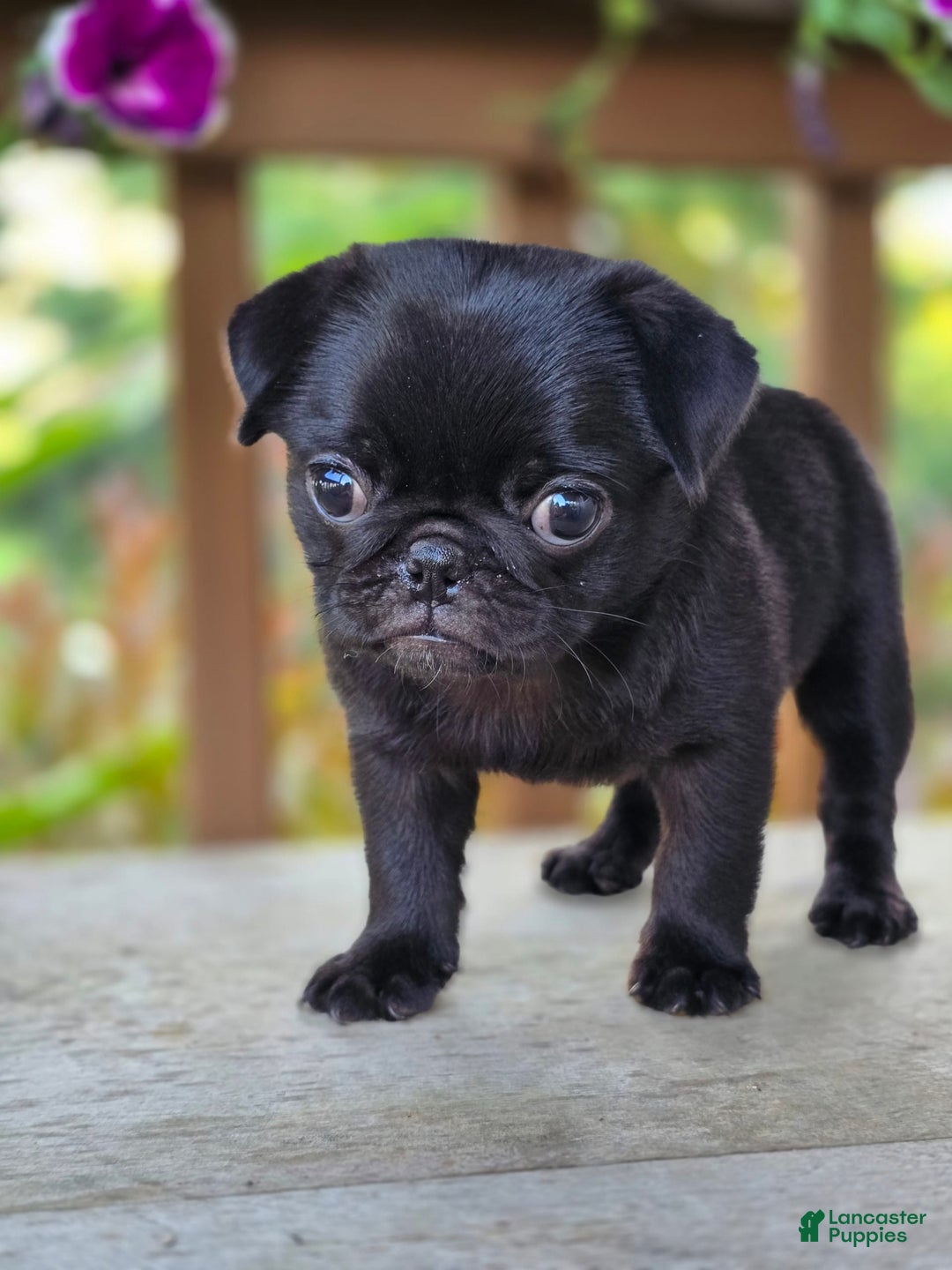Pug dogs for sale: Lollipop - Image 7