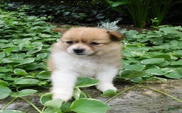 Pomeranian dogs for sale: Amber - Image 2