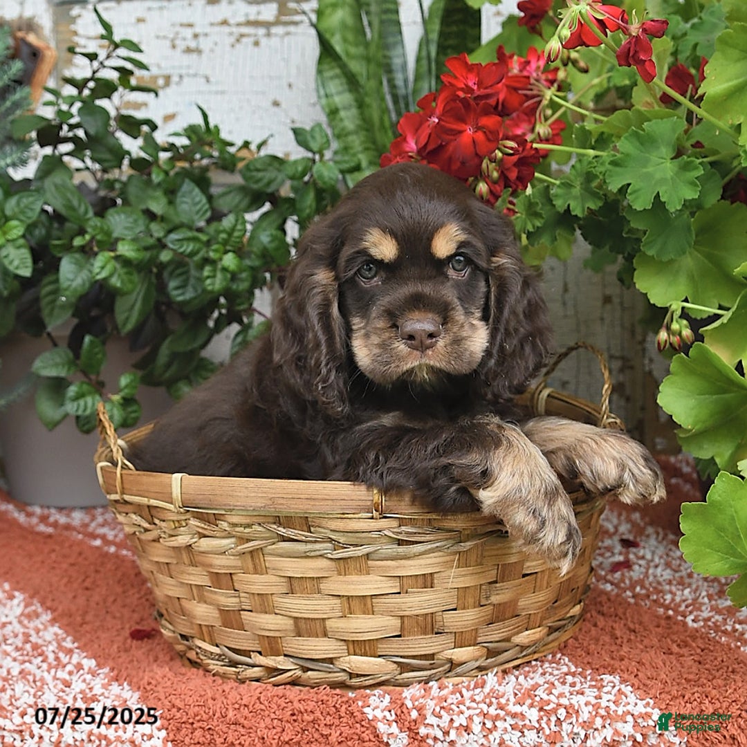 Cocker Spaniel dogs for sale: Rufus - Image 5