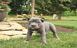 Cane Corso dogs for sale: Opal - Image 9