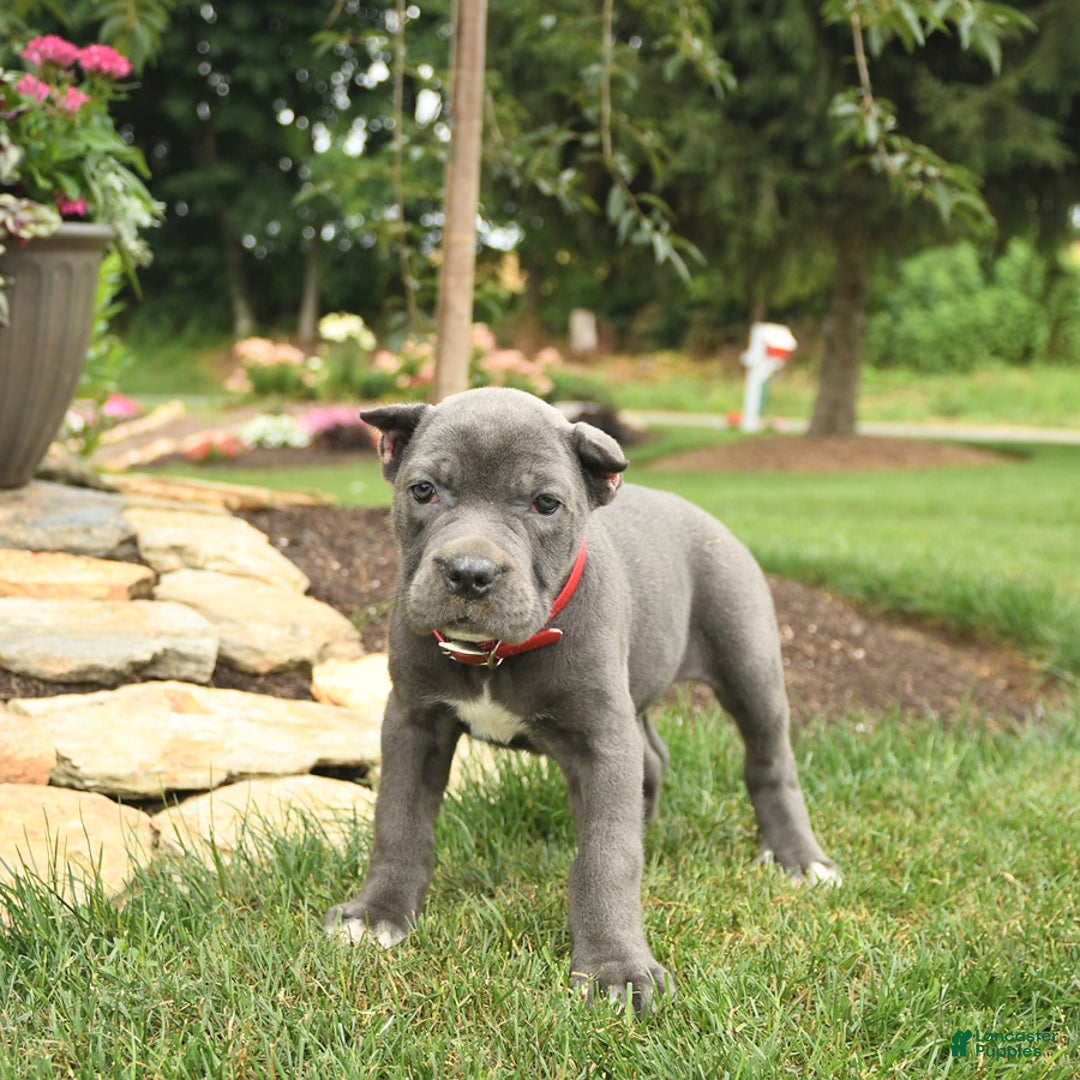 Cane Corso dogs for sale: Opal - Image 9