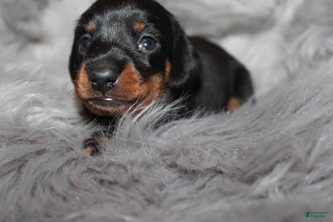 Dachshund dogs for sale: Raven Girl 1 - Image 11