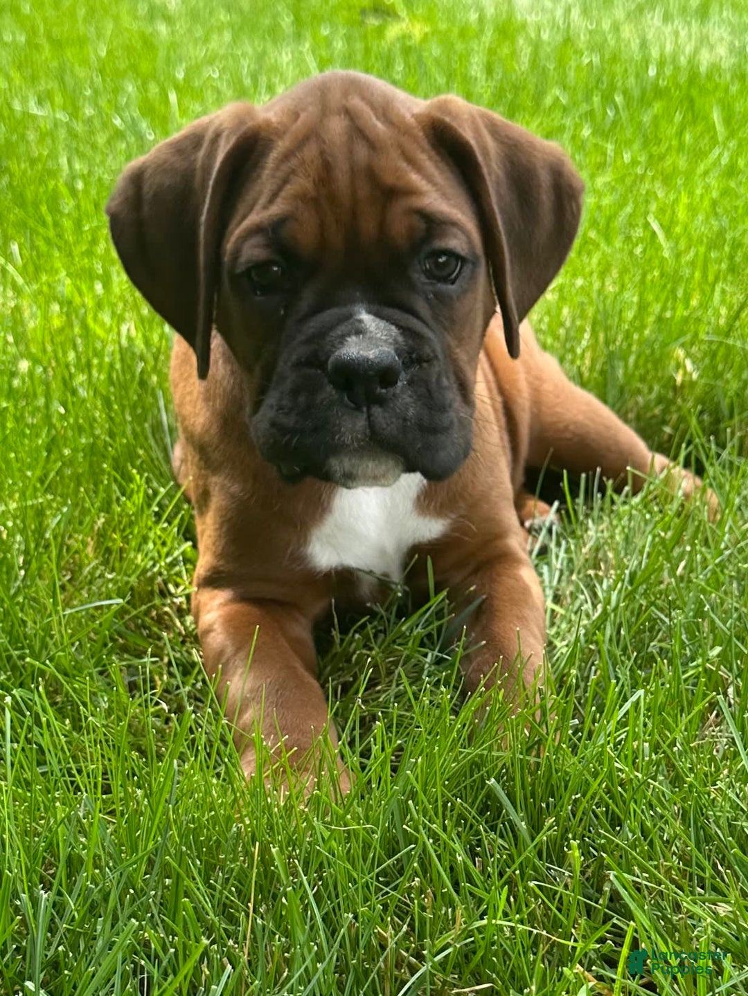 Boxer dogs for sale: Chaz - Image 11