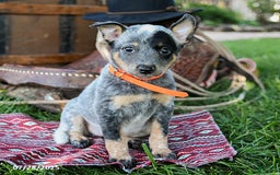 Australian Cattle Dog dogs for sale: Cookie - Image 2