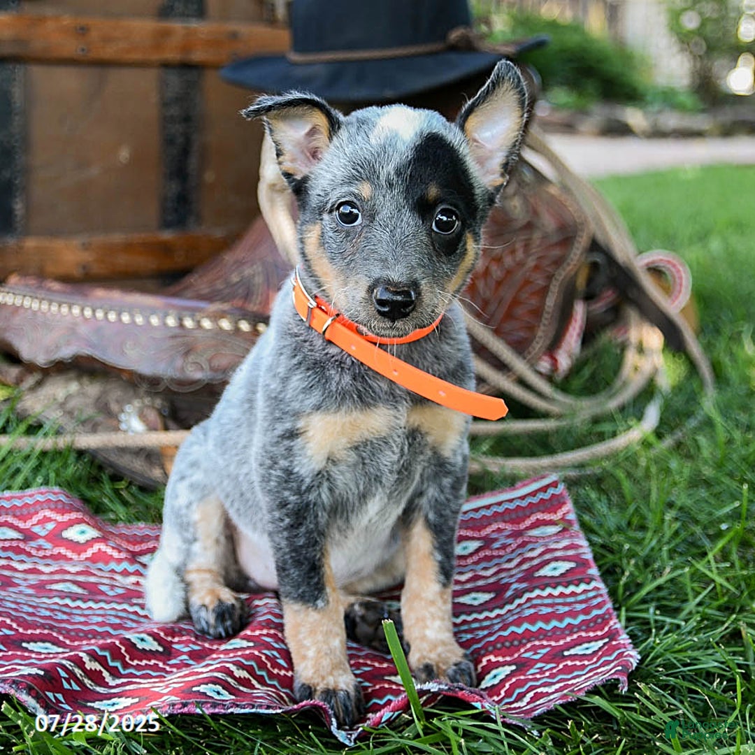 Australian Cattle Dog dogs for sale: Cookie - Image 2
