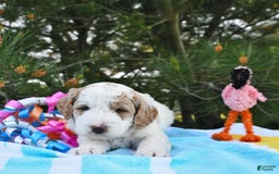 Mini Goldendoodle dogs for sale: Dallas - Image 1