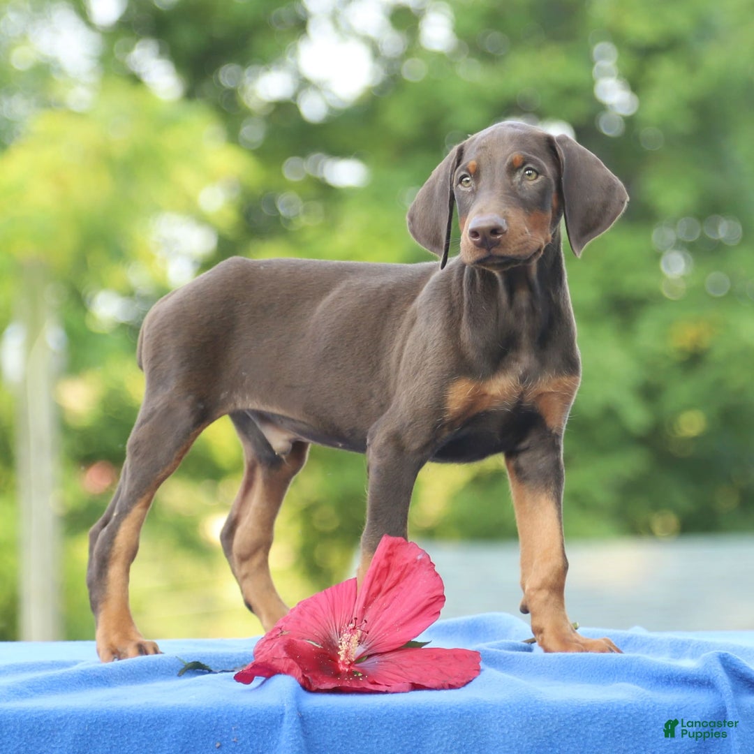 Doberman Pinscher dogs for sale: Ranger - Image 7