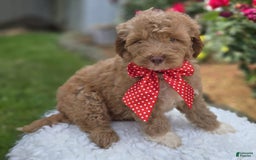Bernedoodle dogs for sale: Gordan - Image 2