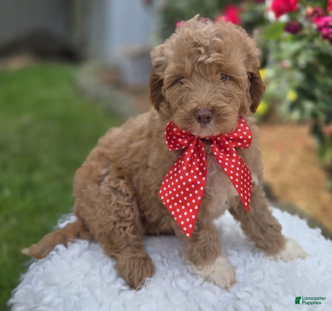 Bernedoodle dogs for sale: Gordan - Image 2