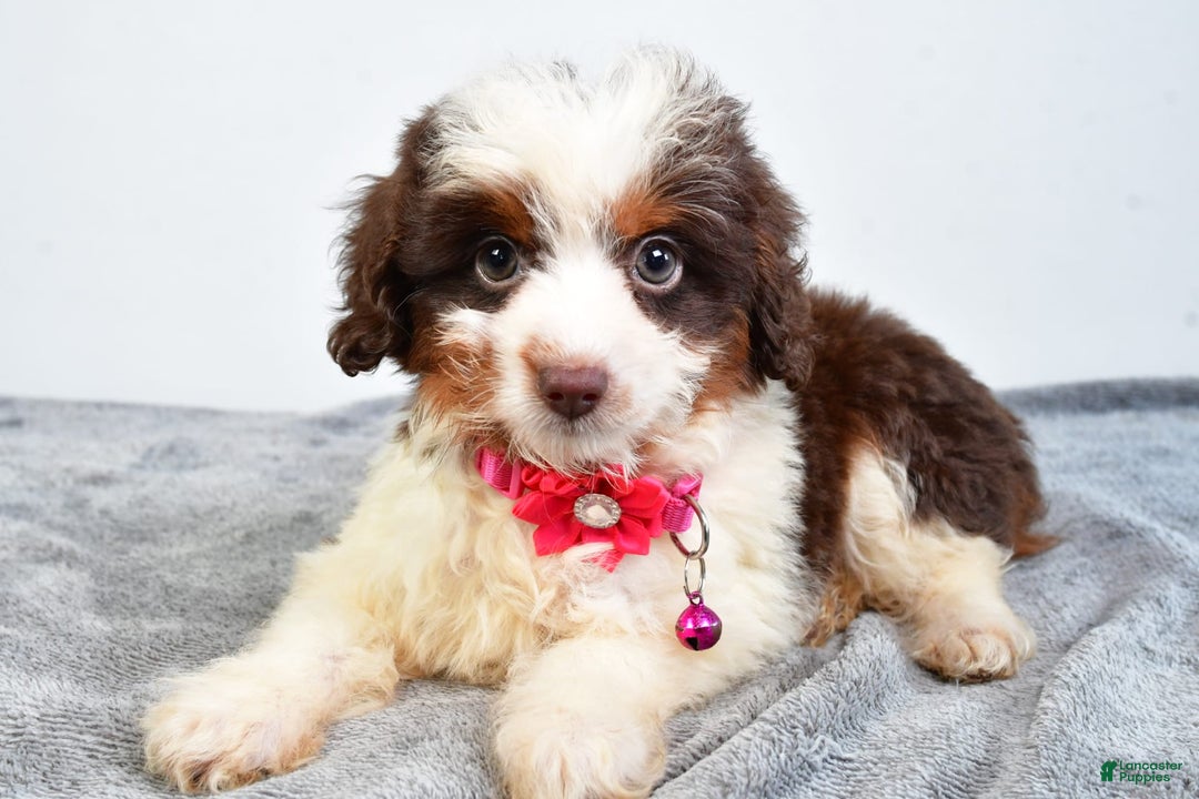 Mini Aussiedoodle dogs for sale: Amber - Image 4