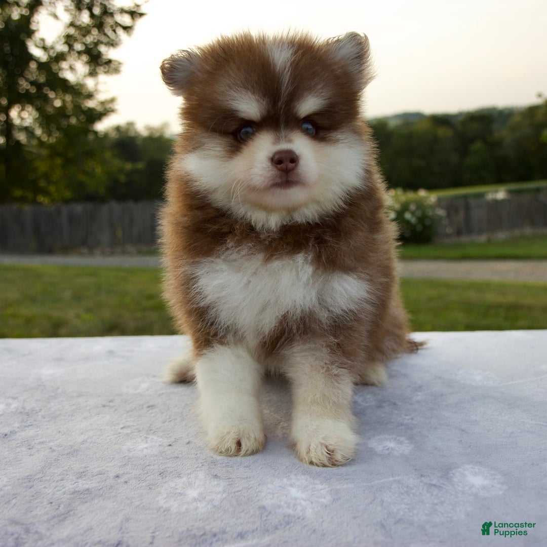 Pomsky dogs for sale: Ramsey - Image 1