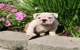 English Bulldog dogs for sale: Whitney - Image 3