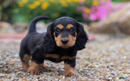 Miniature Dachshund dogs for sale: Dory - Image 7