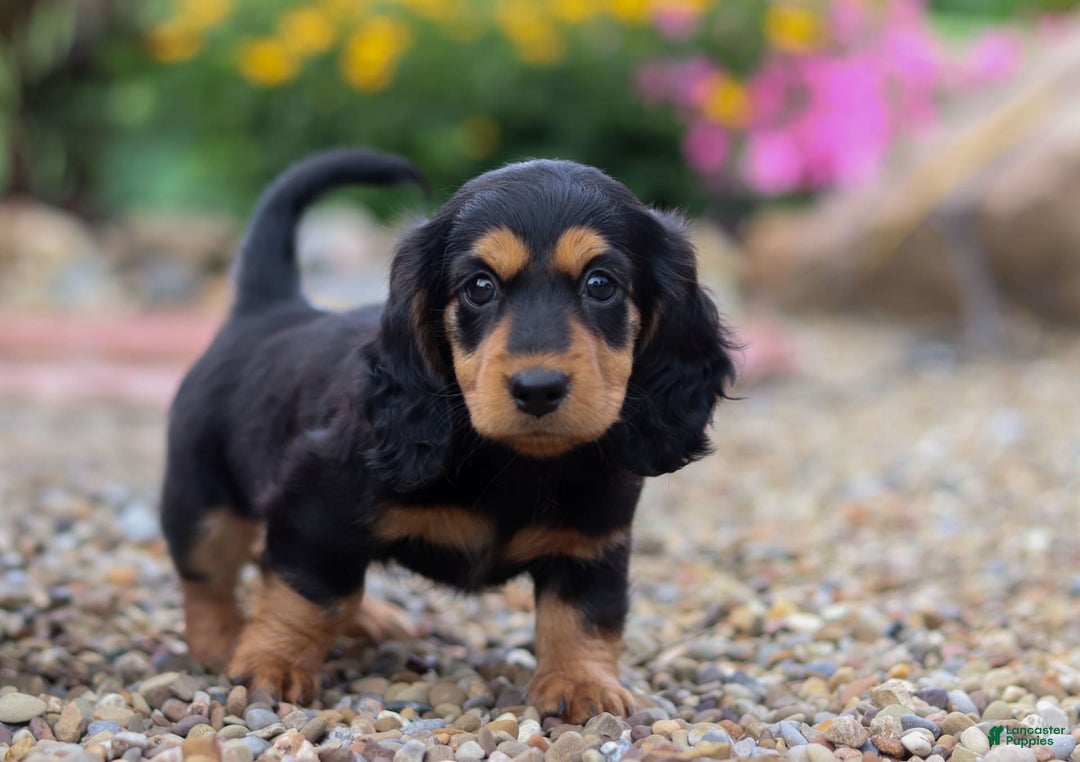 Miniature Dachshund dogs for sale: Dory - Image 7