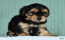 Yorkiepoo dogs for sale: Benji - Image 2