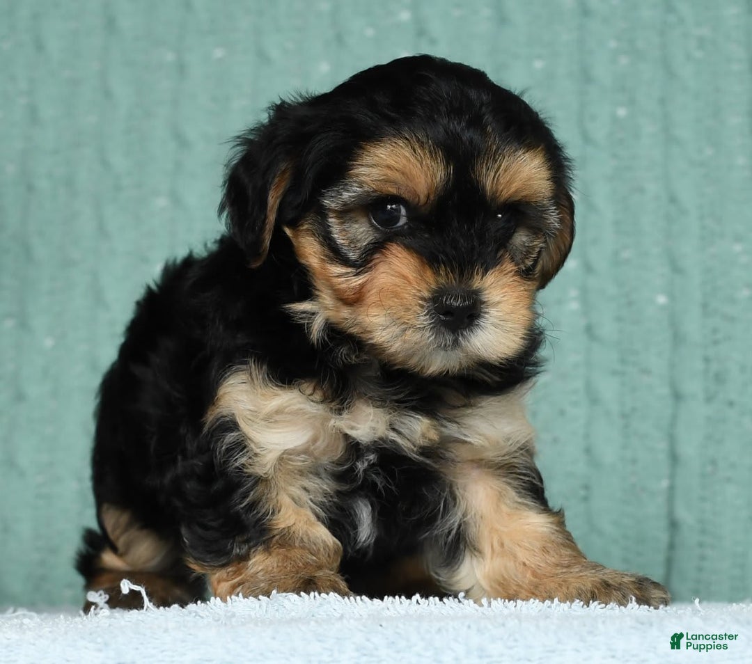 Yorkiepoo dogs for sale: Benji - Image 2