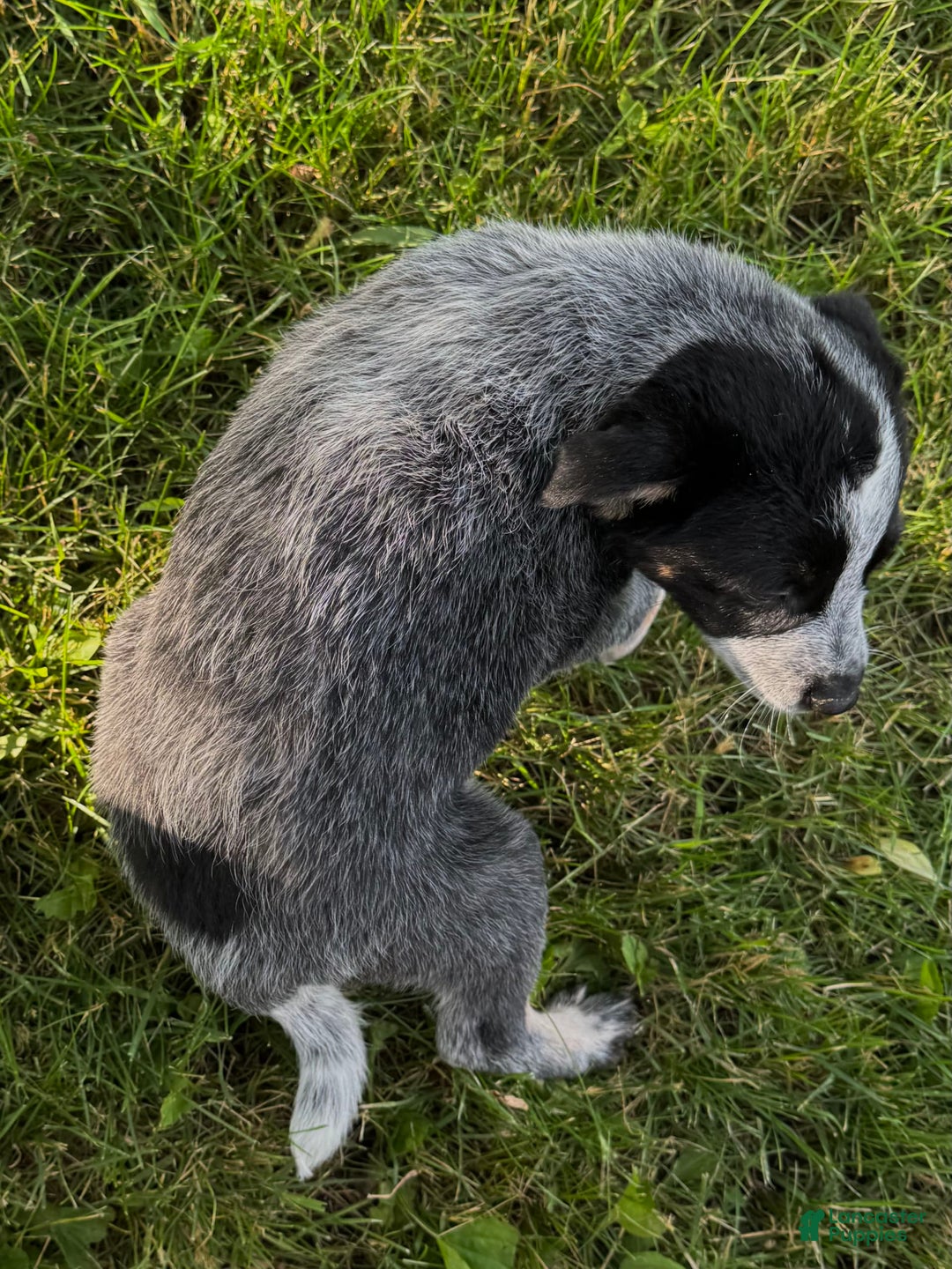 Australian Cattle Dog dogs for sale: Bloom - Image 2