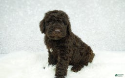 Newfypoo dogs for sale: Marley F1b - Image 6