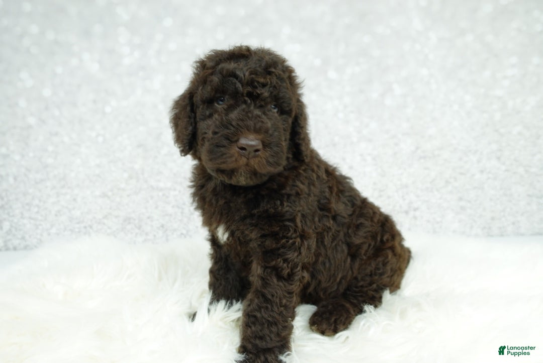 Newfypoo dogs for sale: Marley F1b - Image 6