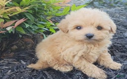 Maltipoo dogs for sale: Dulce - Image 1